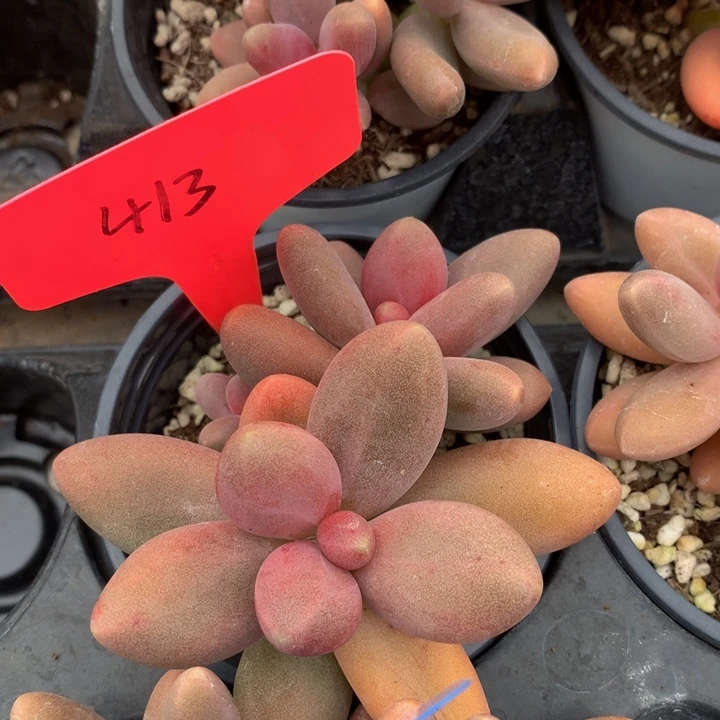 多日子合集727273737天