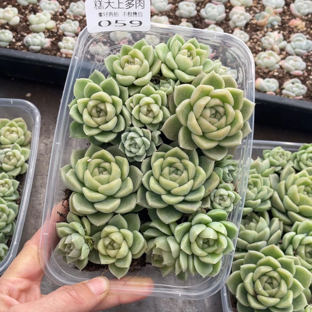 糕大上多肉植物059