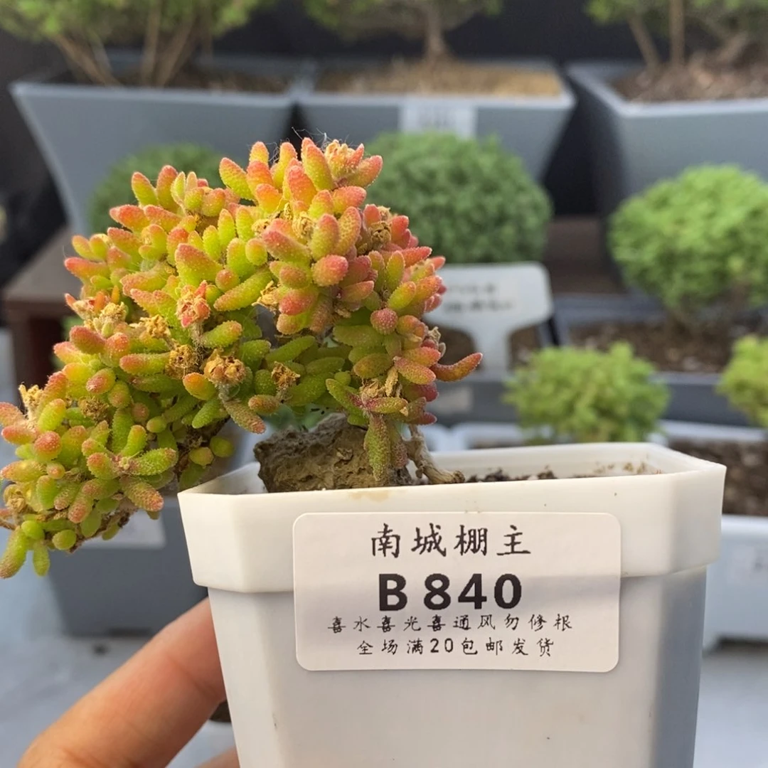 894飘枝红麒麟枝干