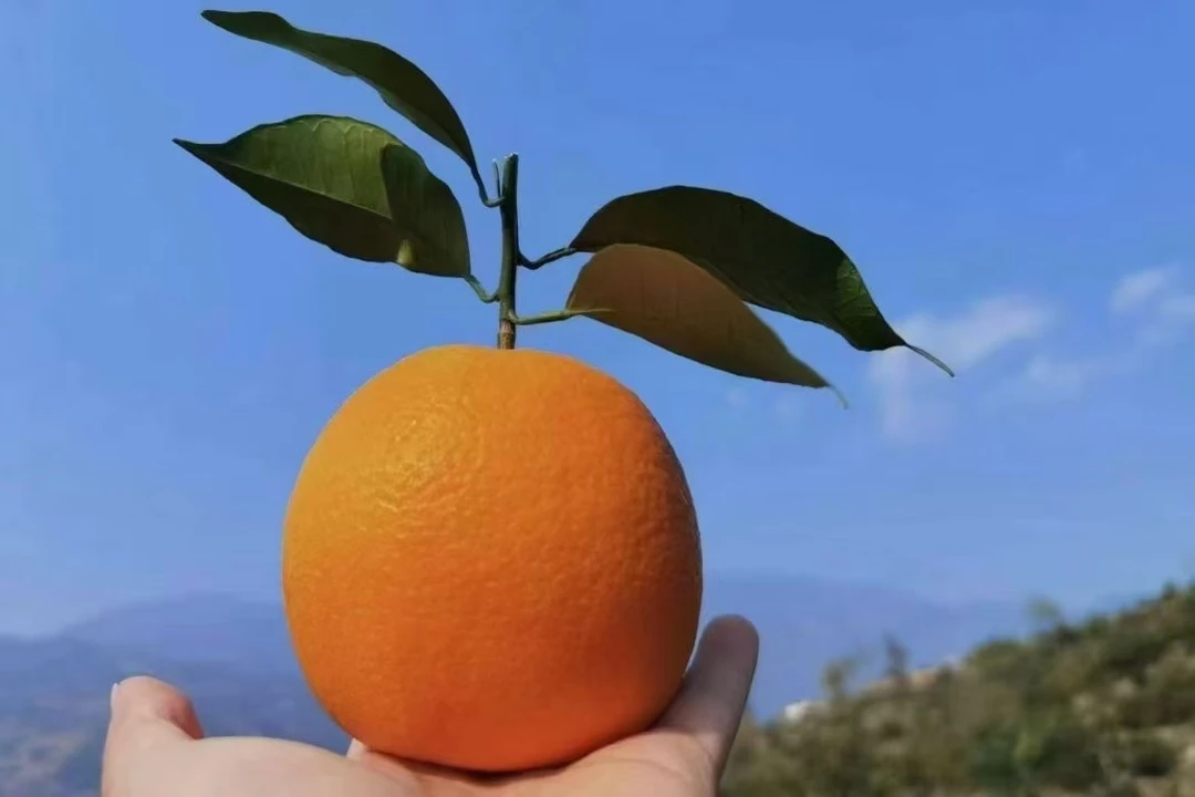 正宗奉节脐橙福本品种10斤/20斤