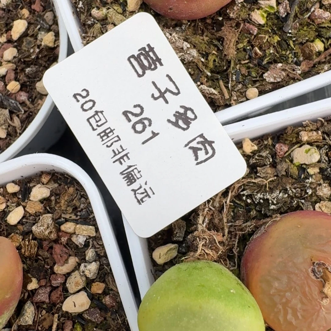 回****料261共五颗00000000000