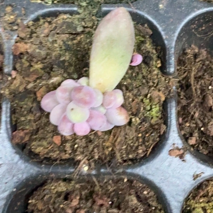 胖yanhua 叶插 多头 一物一拍