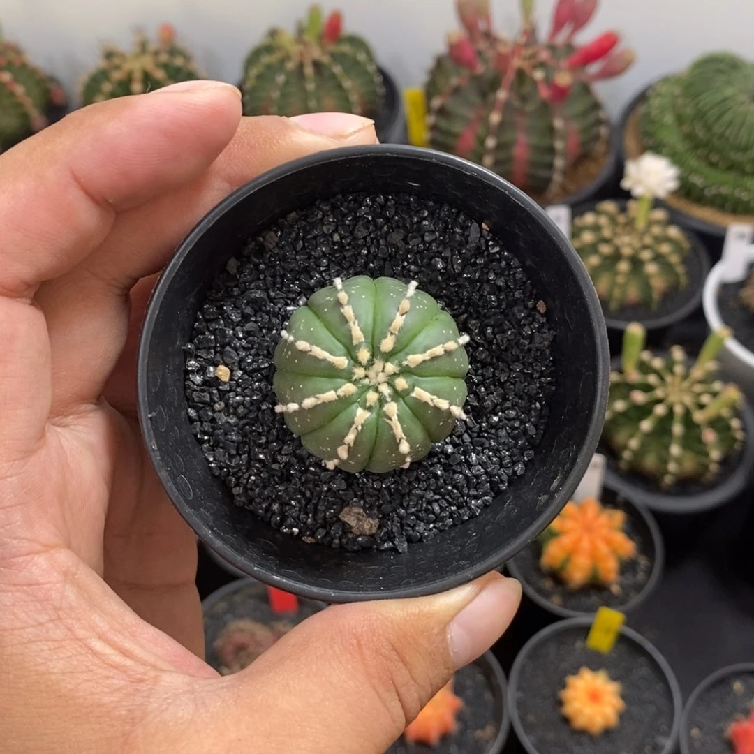 连绒兜——带盆土发货