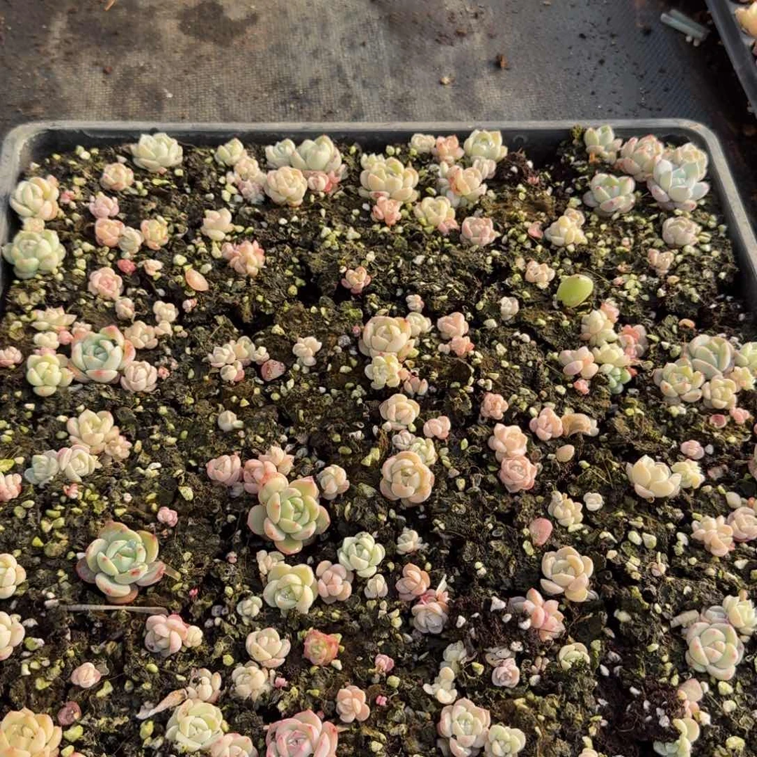 多肉杂交一物一拍25-14不带筐