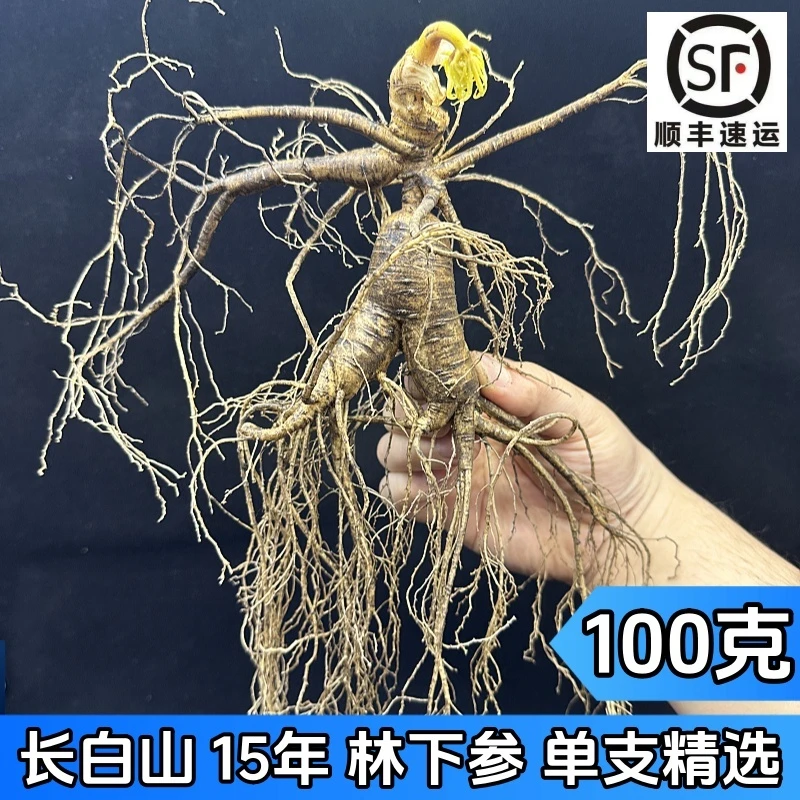 长白山-老山参东北15-20年播籽林下参食用新鲜人参单支精品