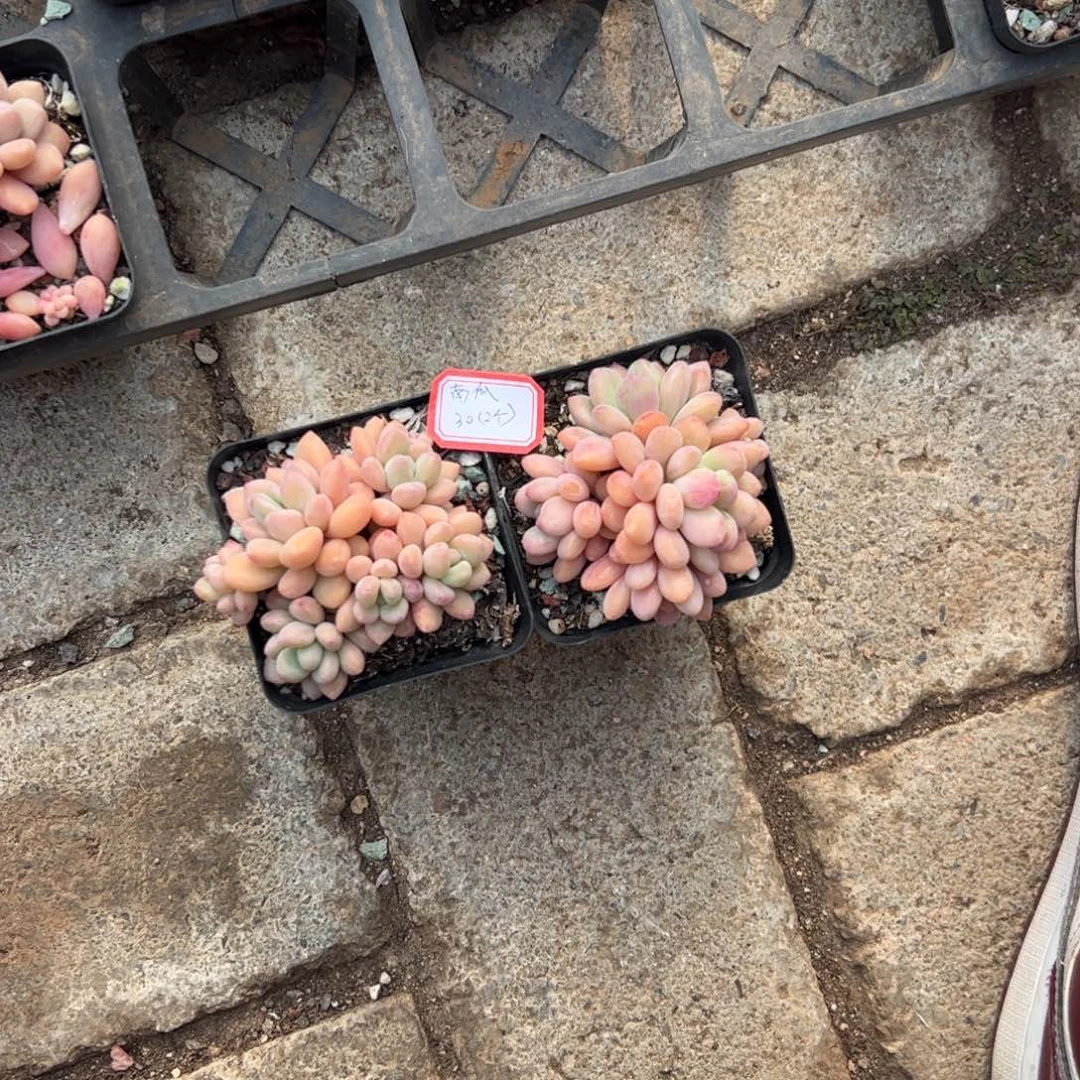 多肉植物多肉植物