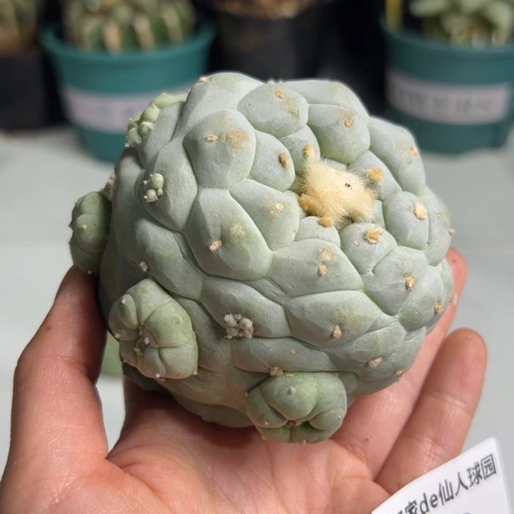 G****t430  可帮发根可发货