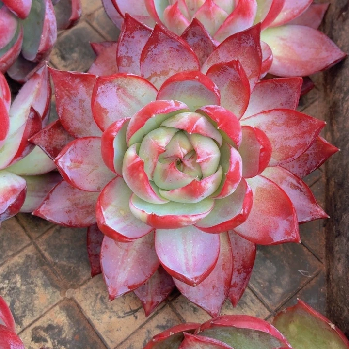 惊鸿仙子一物一拍