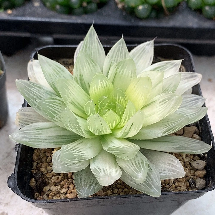 实生玉露带盆带土发货包邮