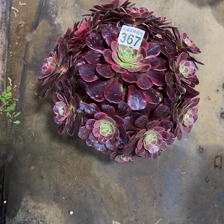 红陶金丝雀3670000