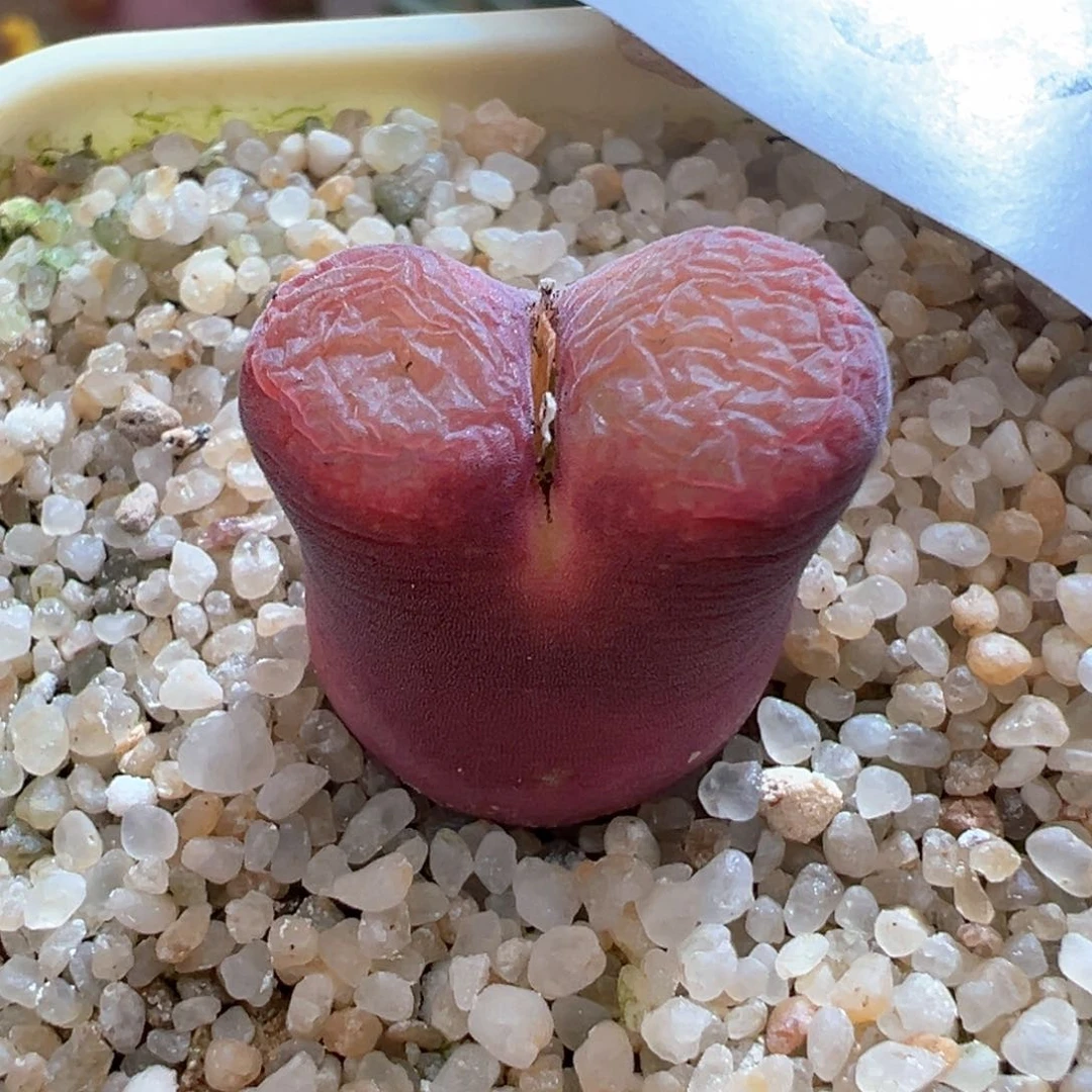 吧*。374。青蛙恩东矮墩墩