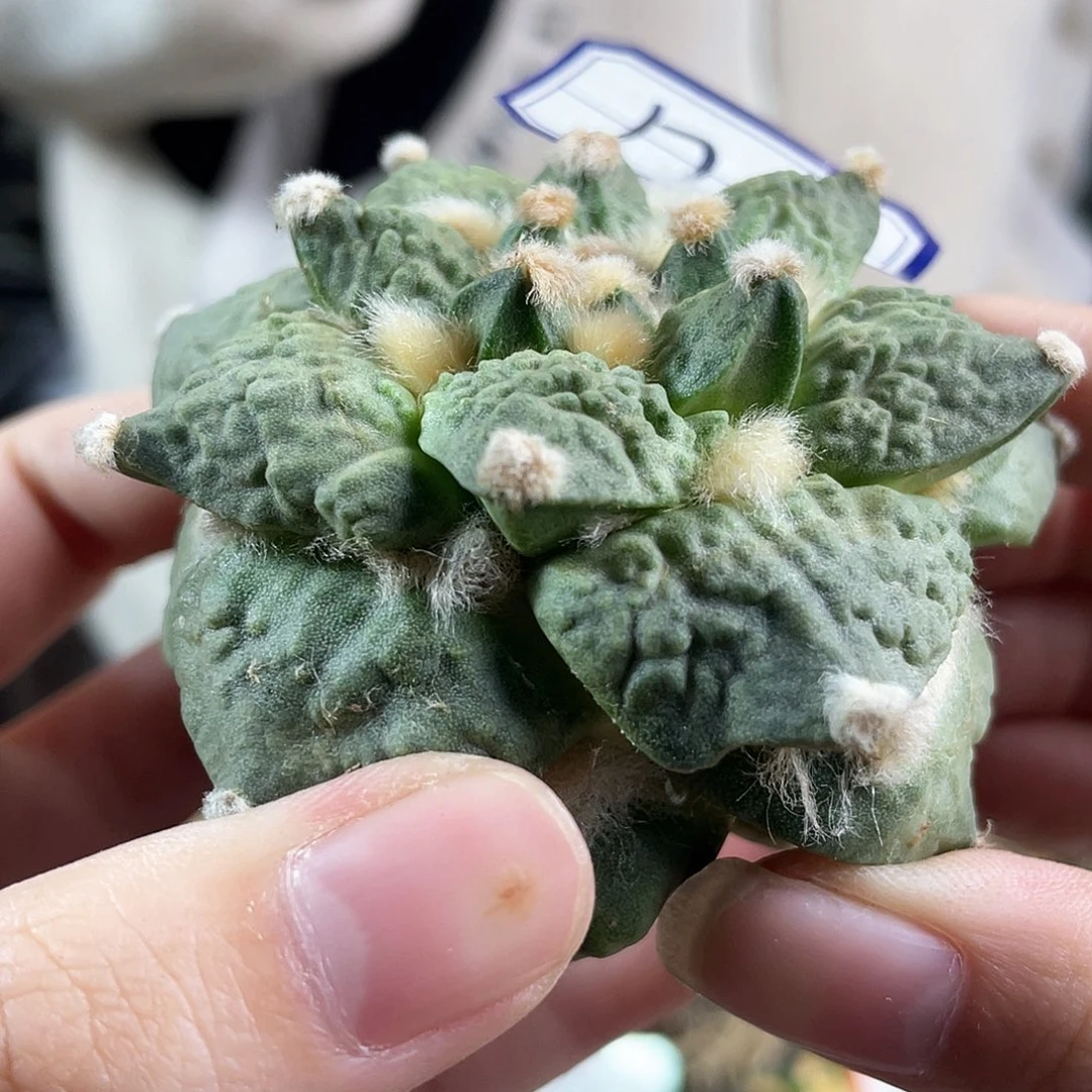 17号自根福利好好怒涛