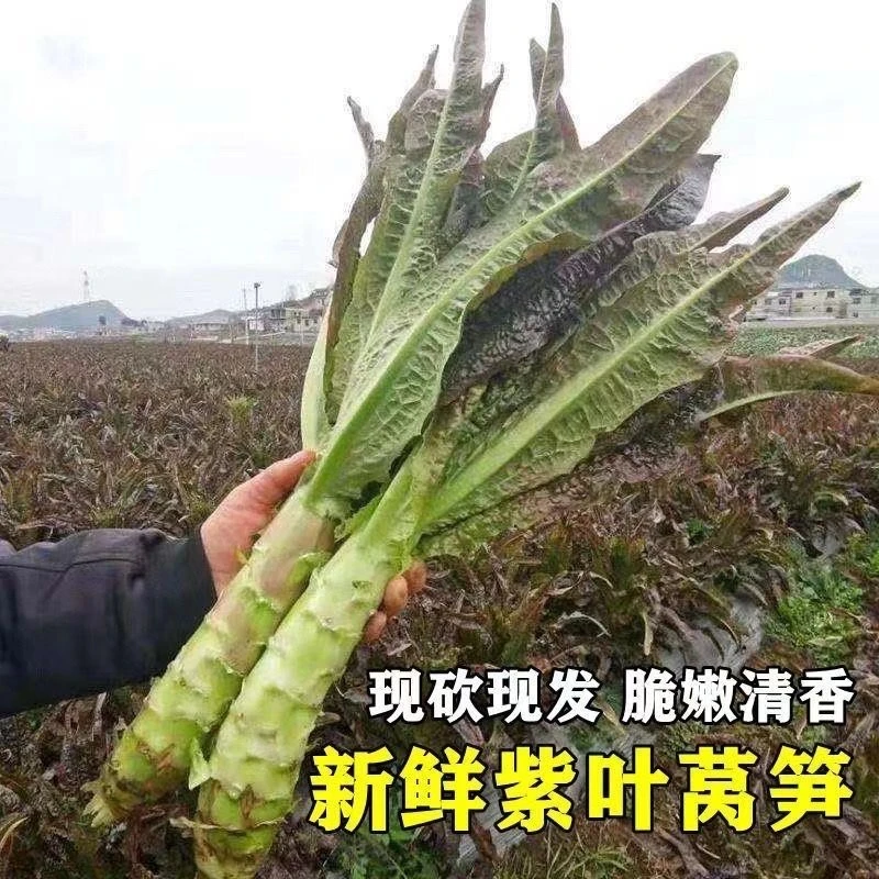 紫叶莴笋新鲜红叶莴笋现砍莴笋青笋时令新鲜蔬菜竹笋农家菜5斤