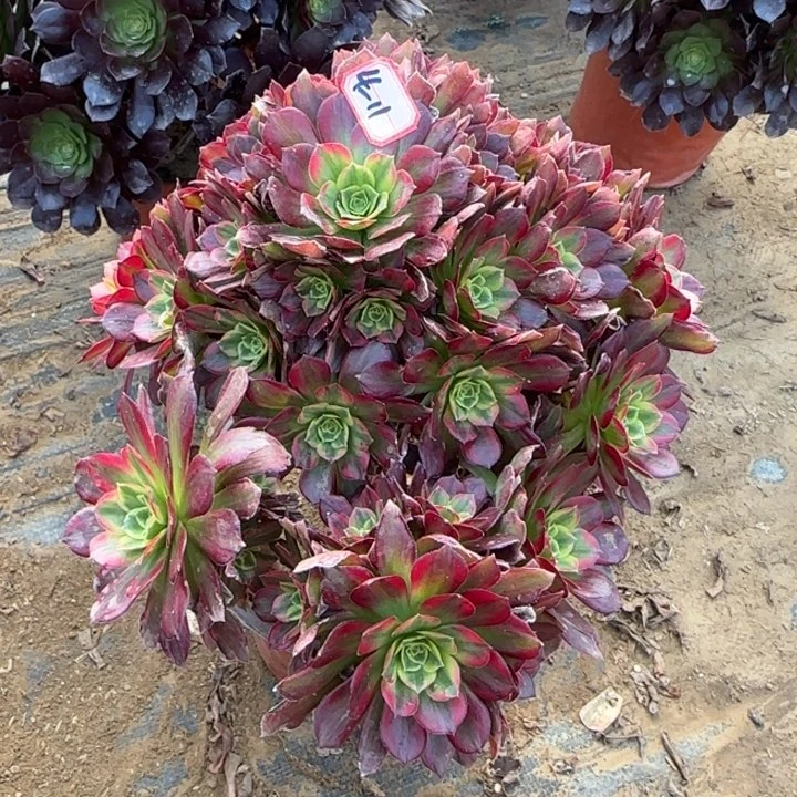 4-11安娜处理不售后多肉