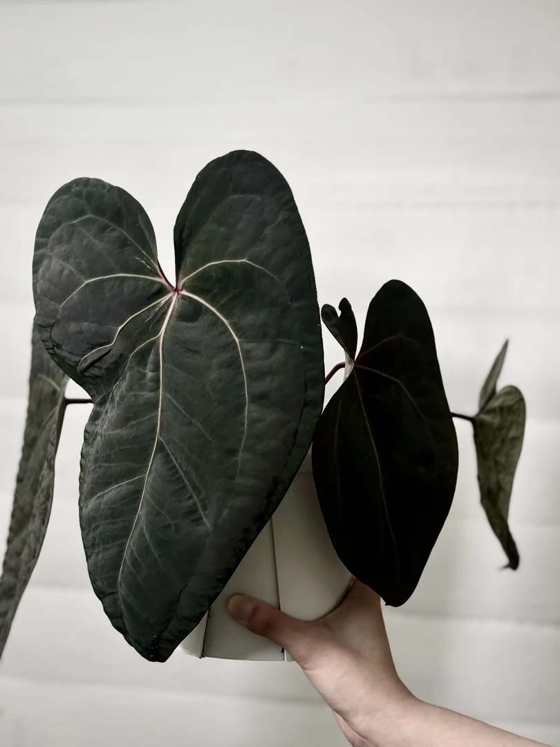 FS 暗黑巴拿马 黑桃 黑凤凰 桃鸡 K鸡 K桃 桃奢 鸡奢 K红素面花烛