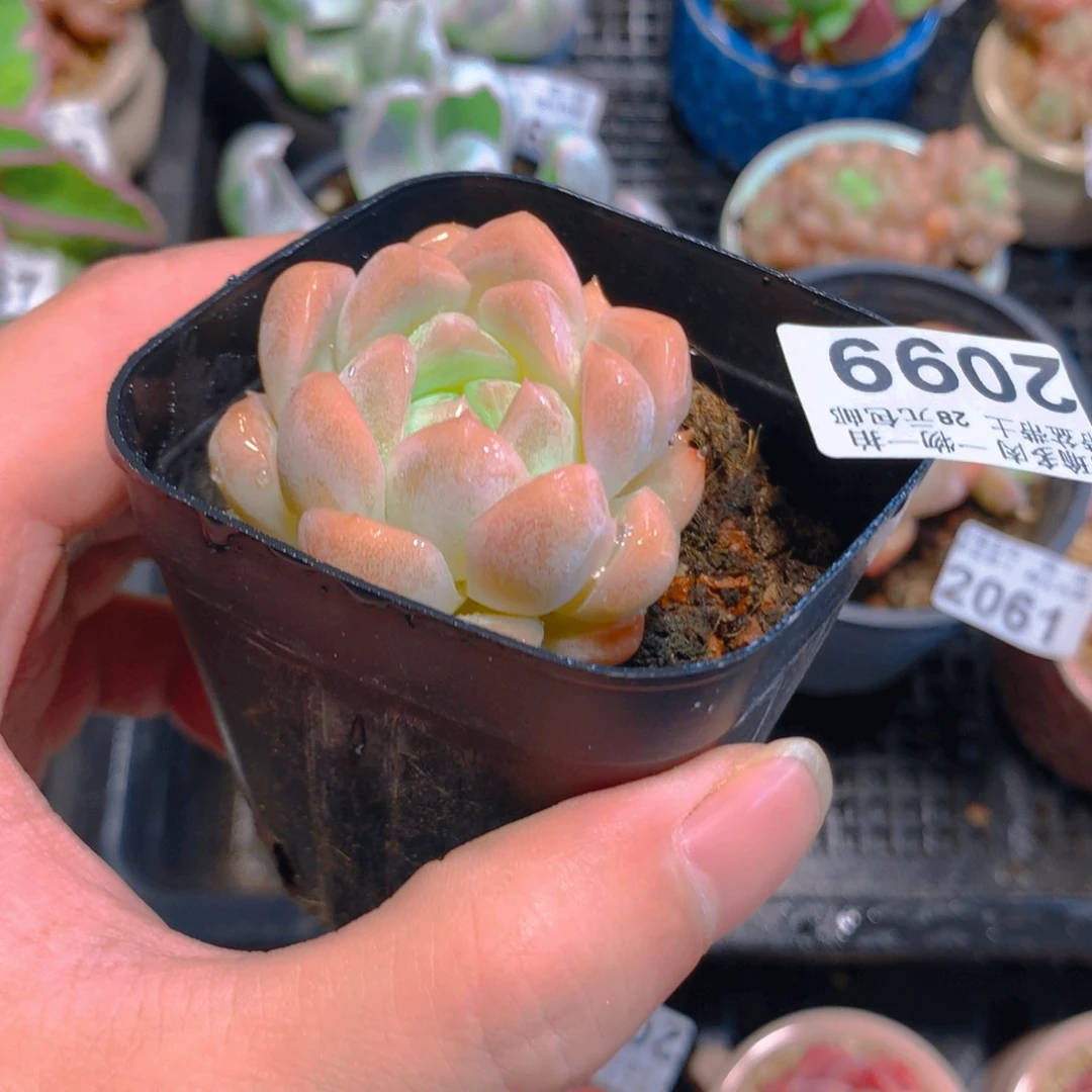 5厘米盆精控多肉2099