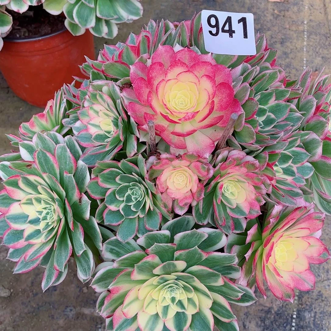 无花朵菲***桃多肉植物941海鲜