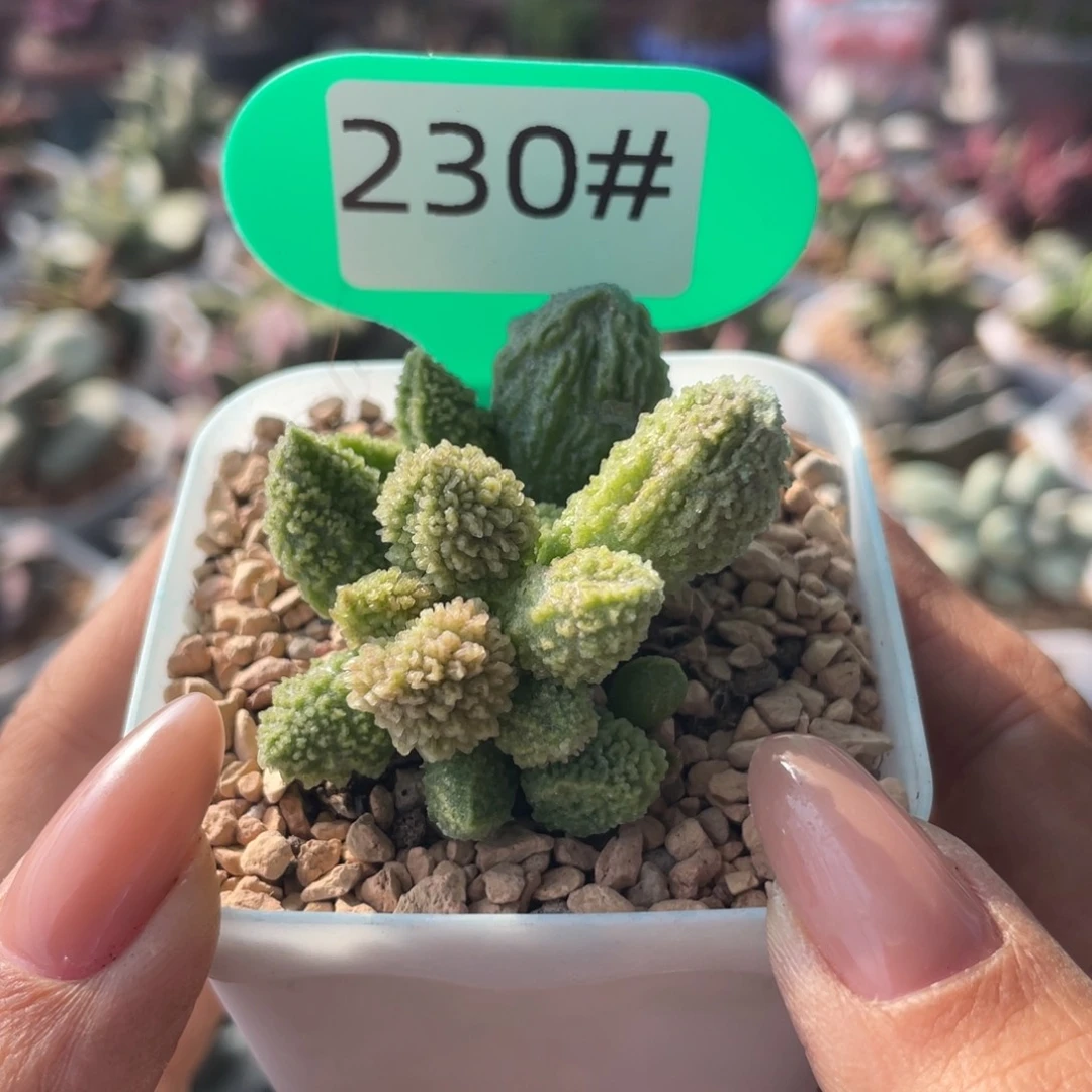 翠绿石230。