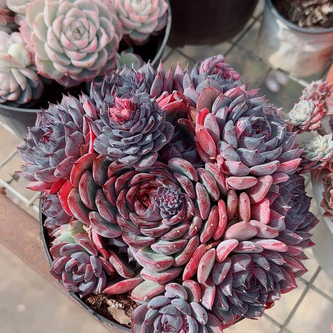 蓝色妖姬多头群生精品