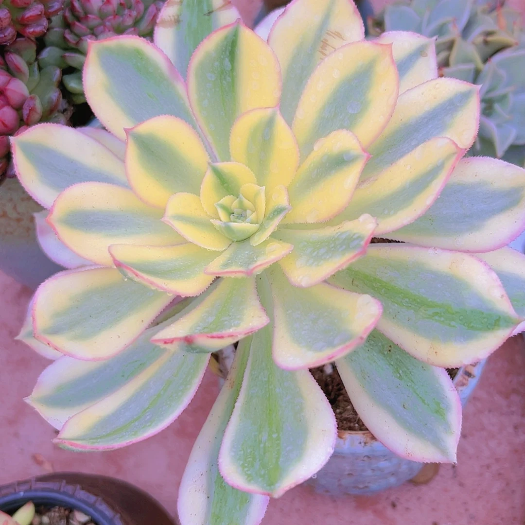 【闪购商品】灿烂6.8