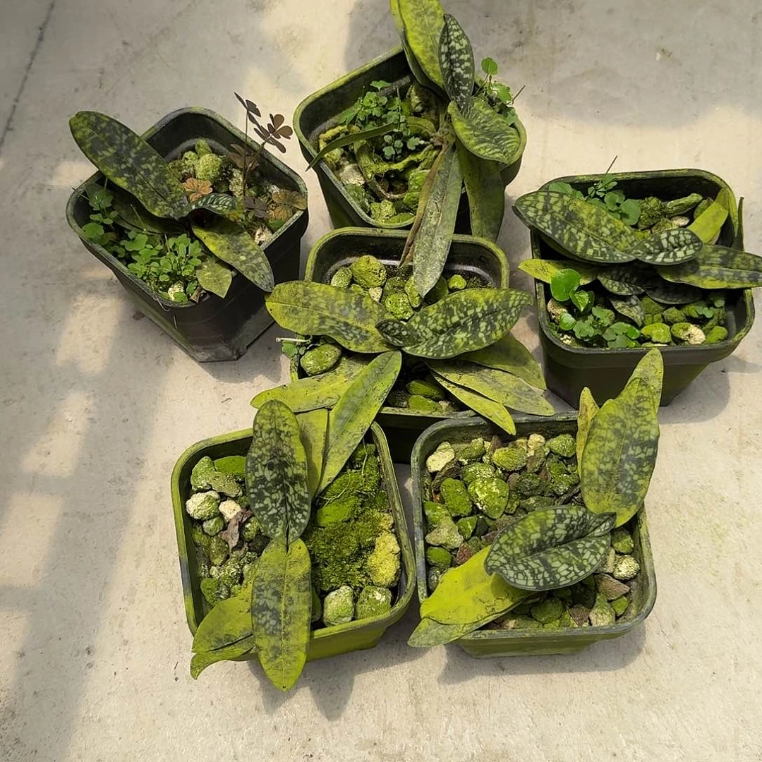 当前无花栽培后可以开花胡志明兜 叶瑕疵不售后