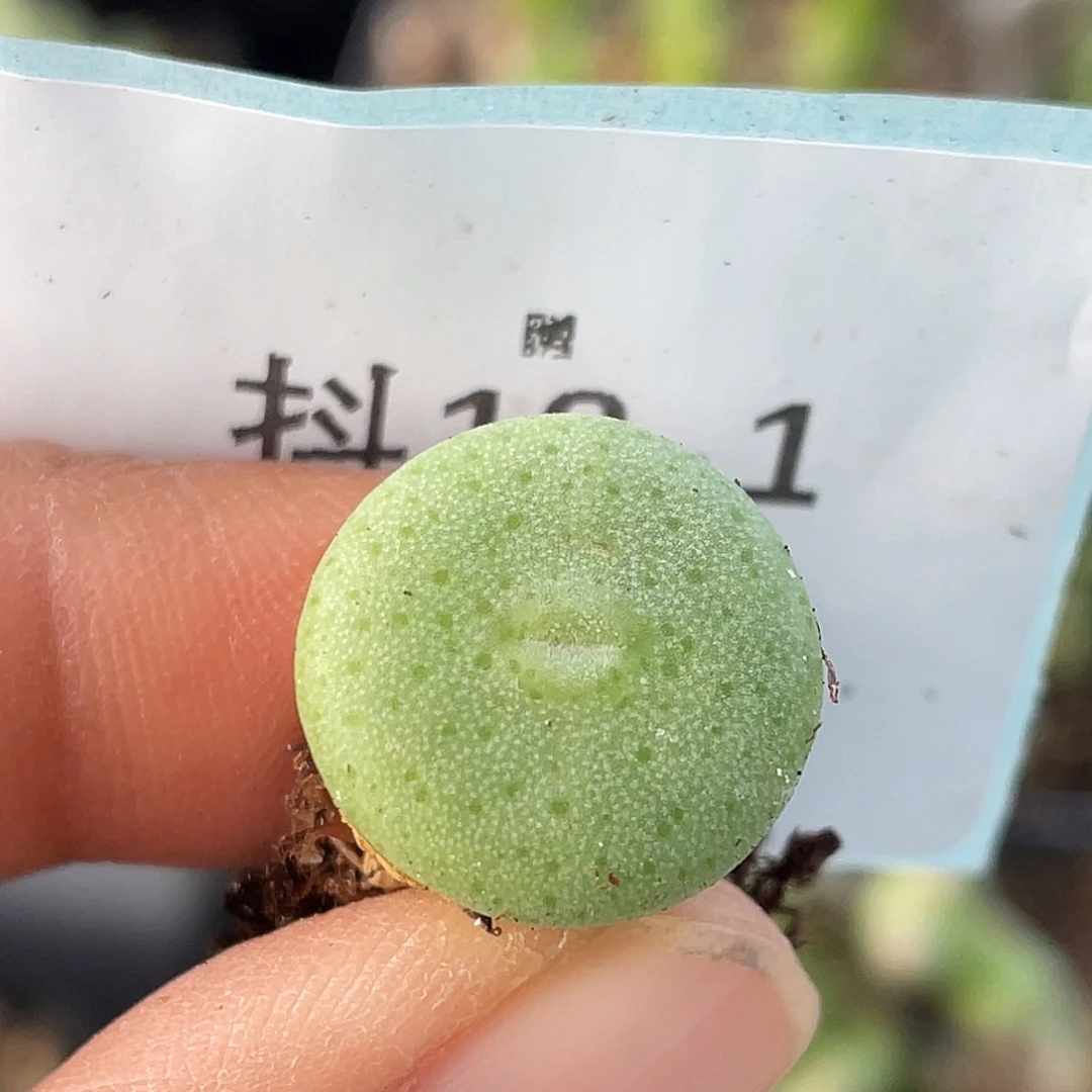 18-1毛钮扣多肉植物