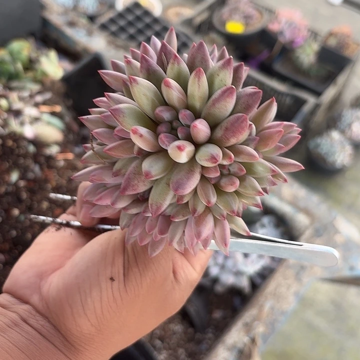 流沙虞美人陈发货