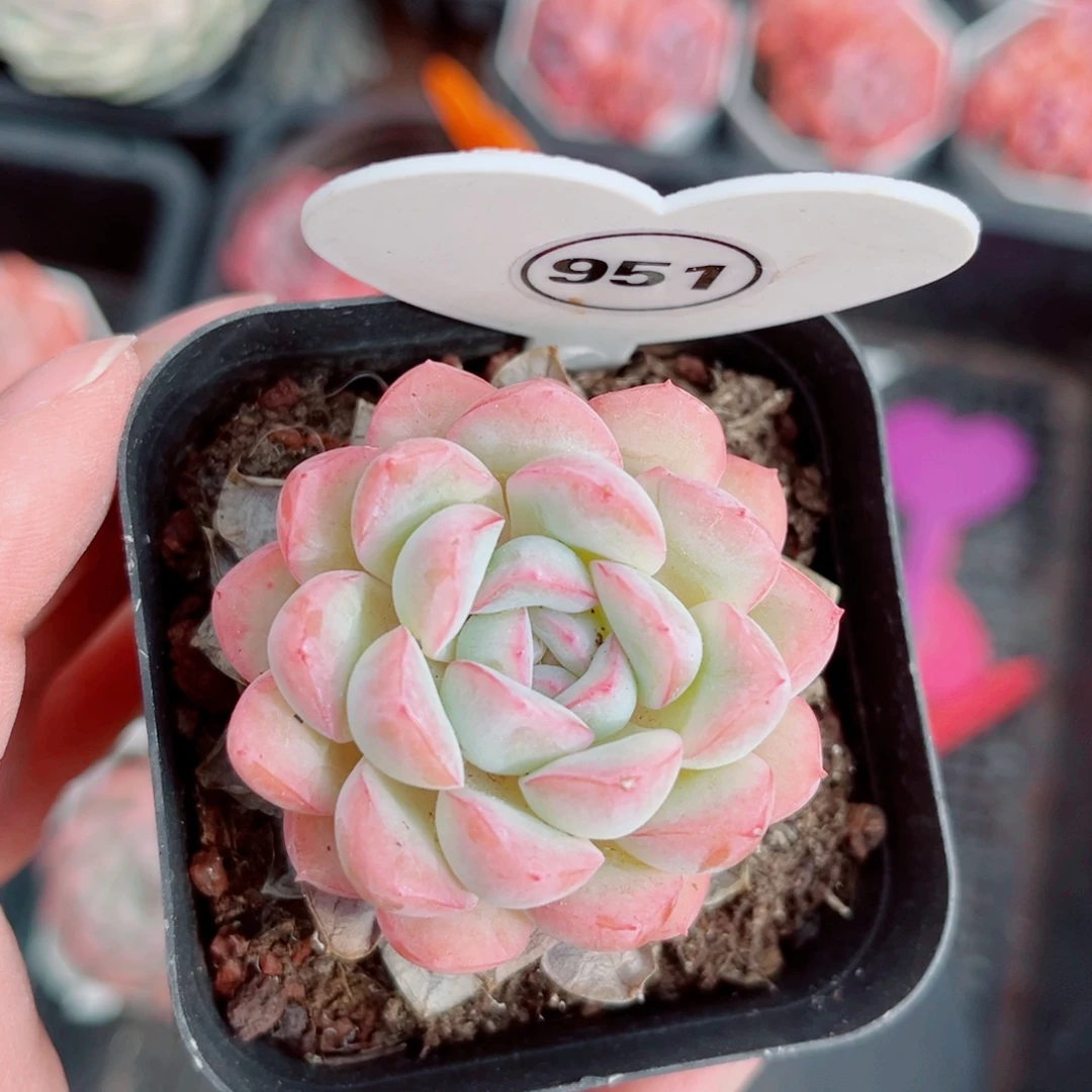 951号小老桩糖心单头