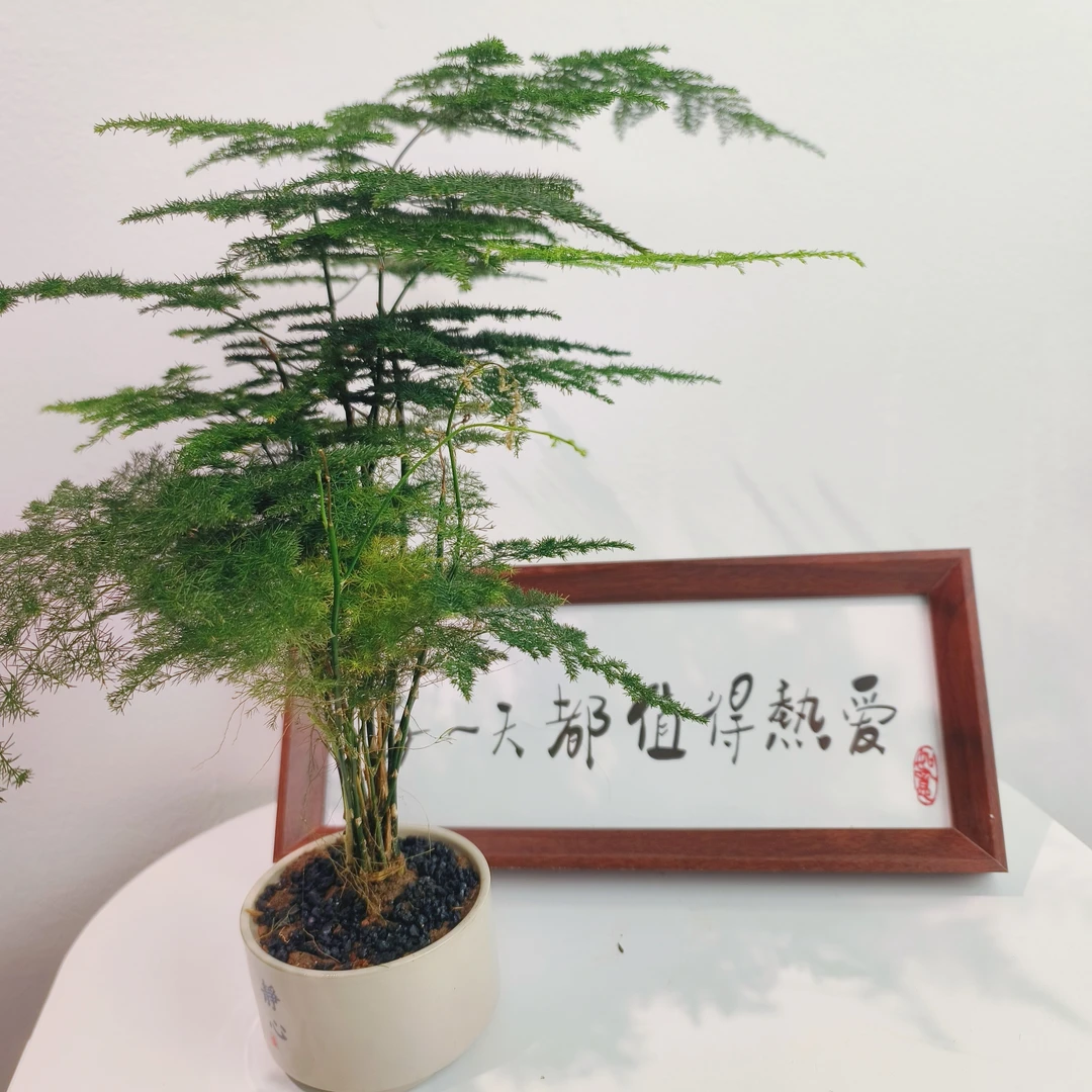 JF文竹盆栽植物室内花卉盆景客厅办公室桌面净化空气