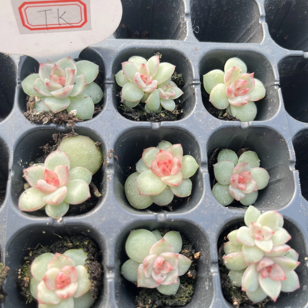 TK 葵葵子款 量拍混发 满9.9包邮