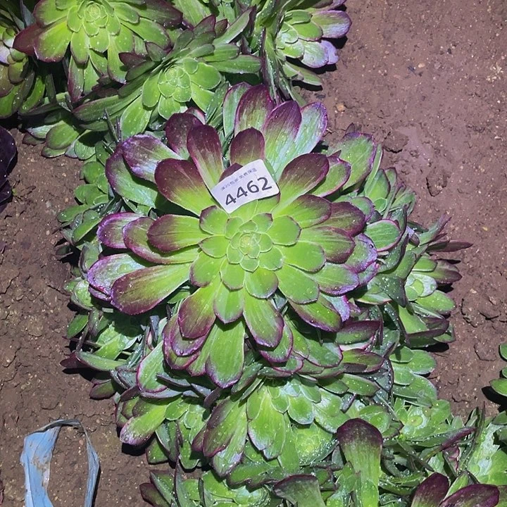 4462万花筒多肉植物