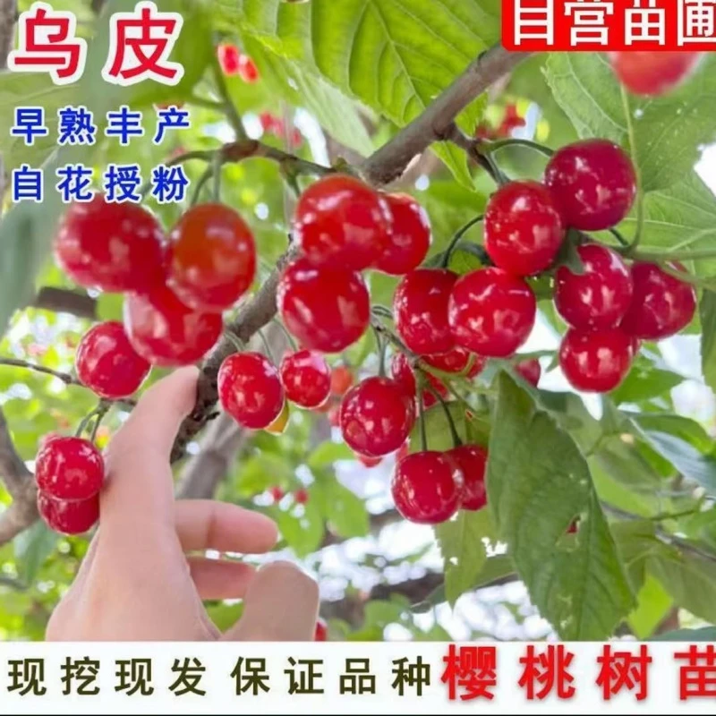 嫁接乌皮红樱桃树苗南北方种植盆栽地栽庭院种植当年结果樱桃树苗