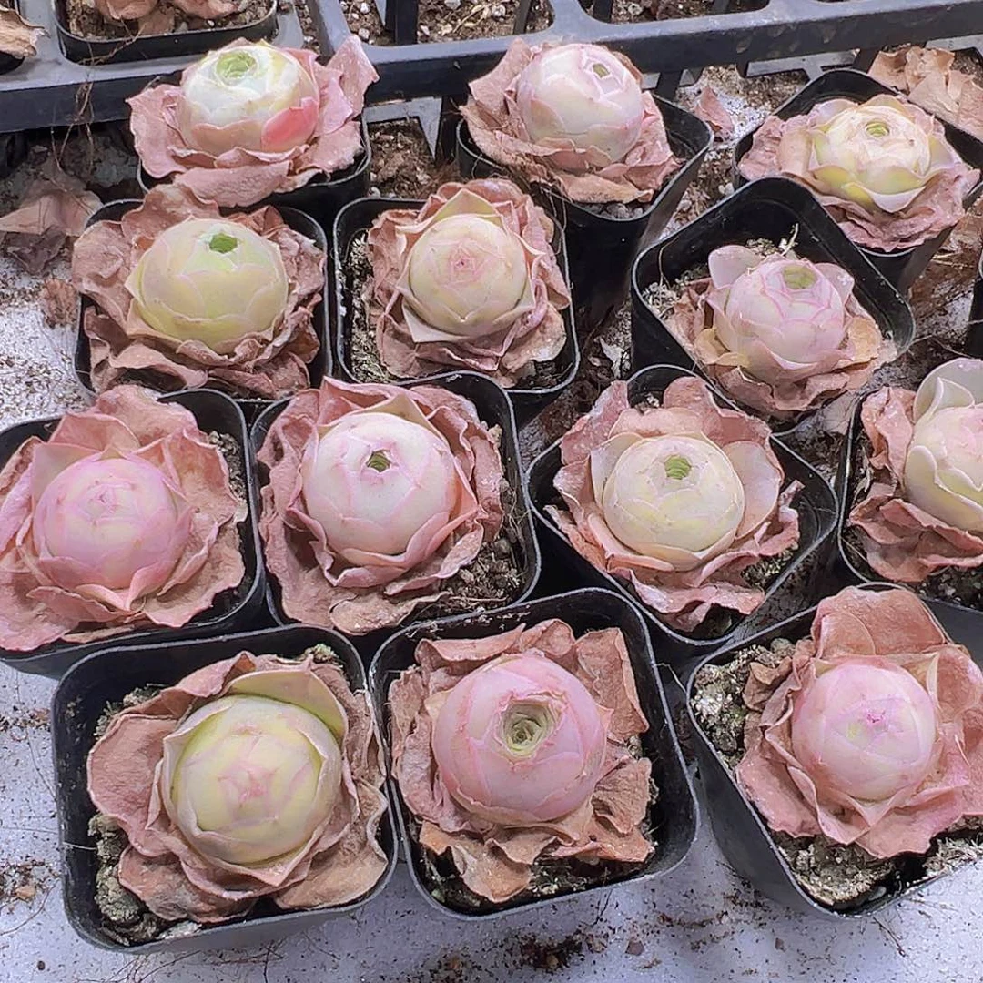 圆球粉帕7盆带盆带土