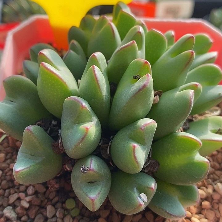 在线函数等多种类型数据7016