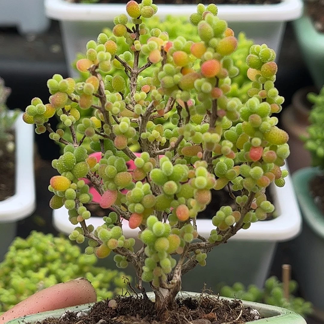 21金桔带盆优选枝干