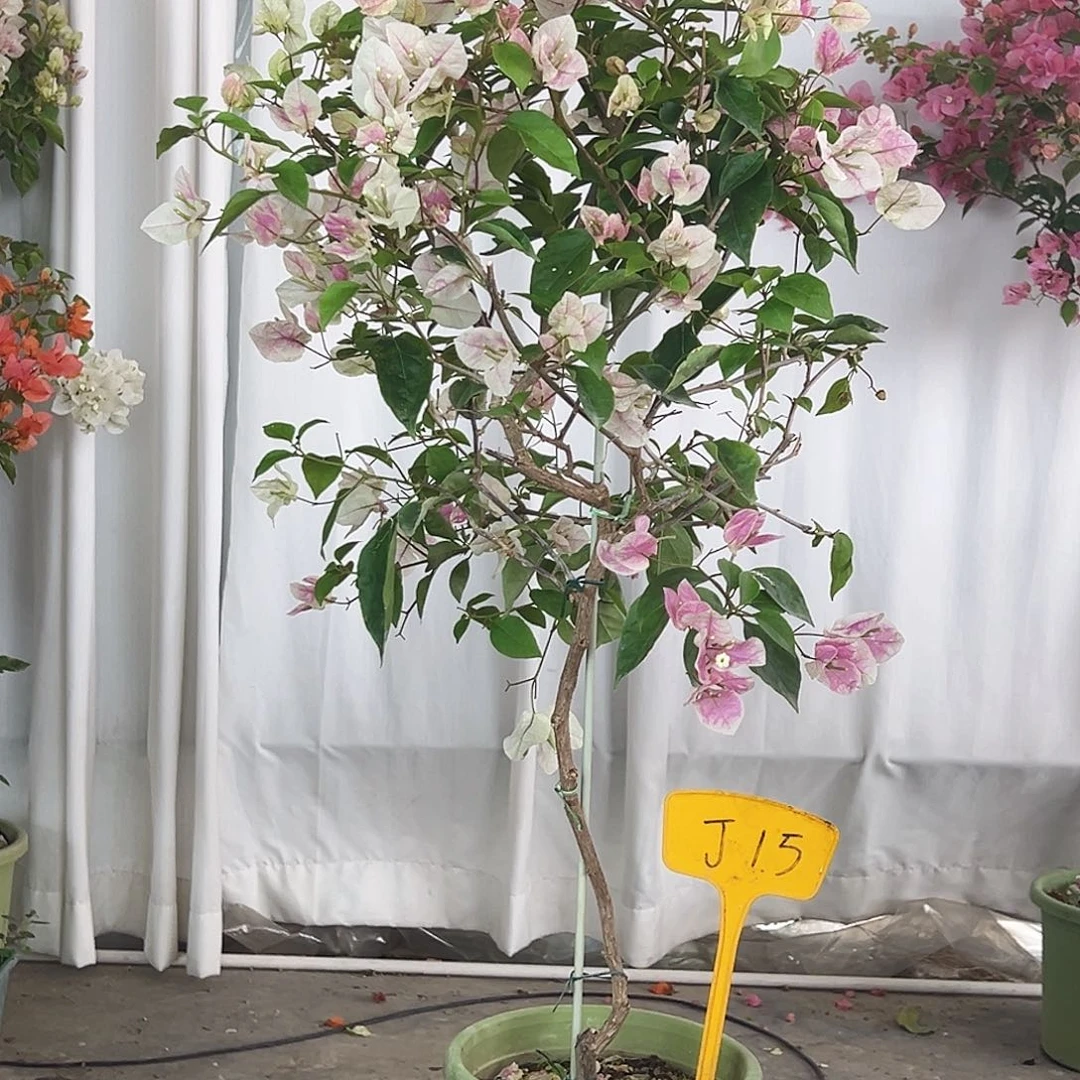 大***言大部分花苞少量开放J15漳红樱