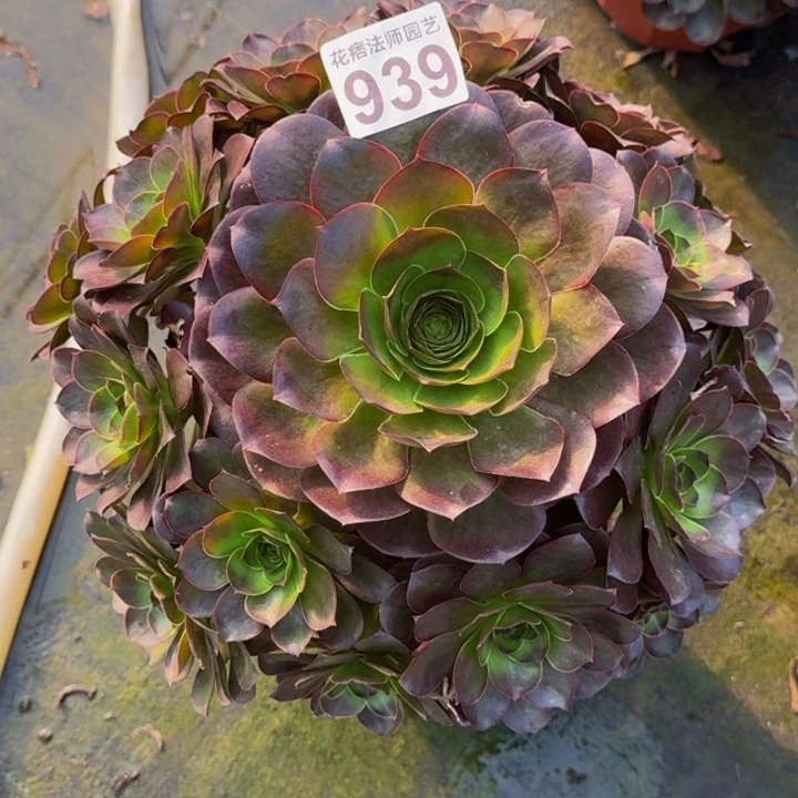 00000000939魅金玫瑰