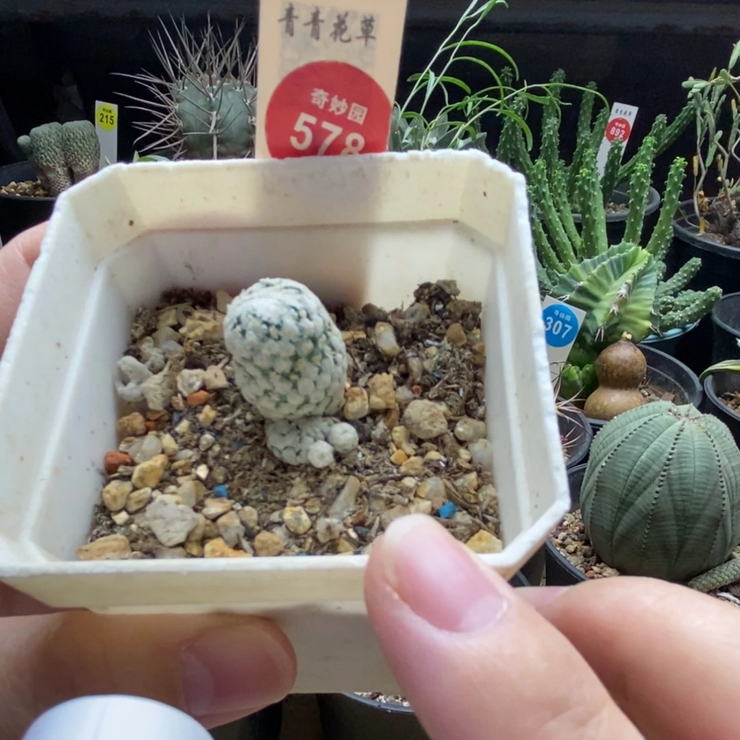 实生蔷薇丸群一颗仙人球