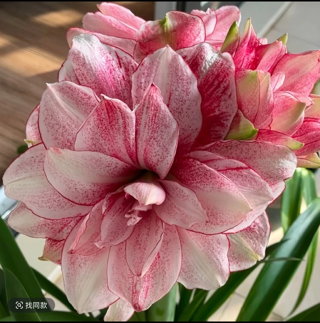 朱顶红种球【追星】当年开花5+
