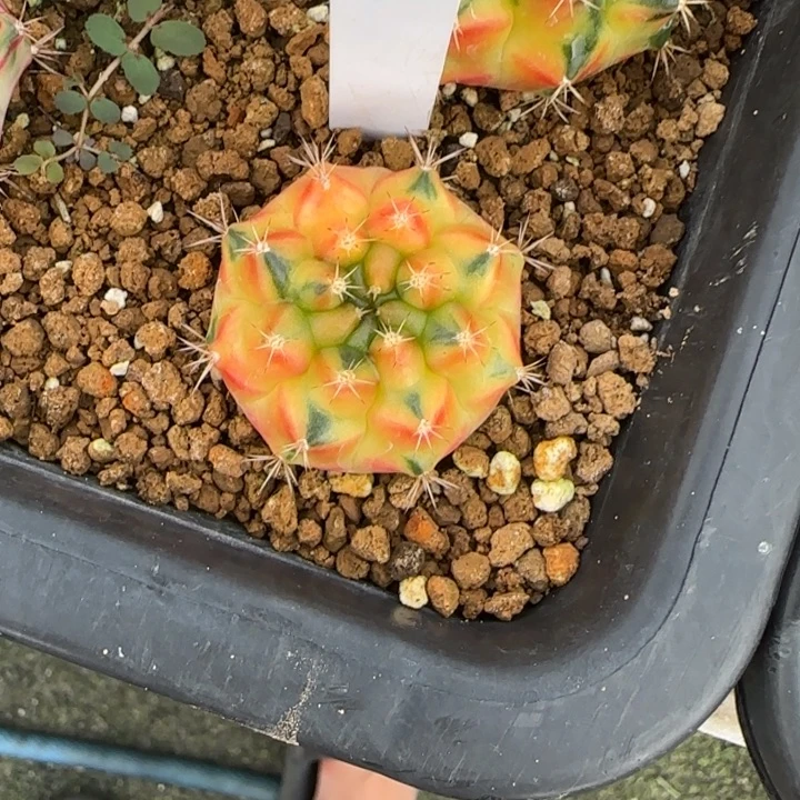 38-0119黄石泰国发货多肉