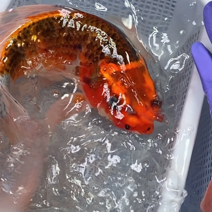锦鲤冷水锦鲤包邮