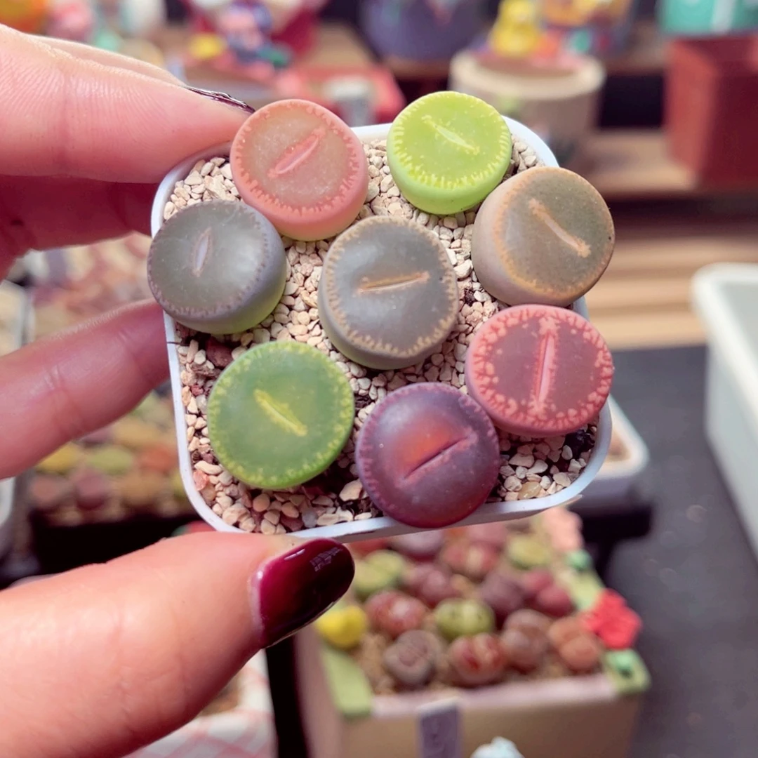 43号带盆盆包邮发货