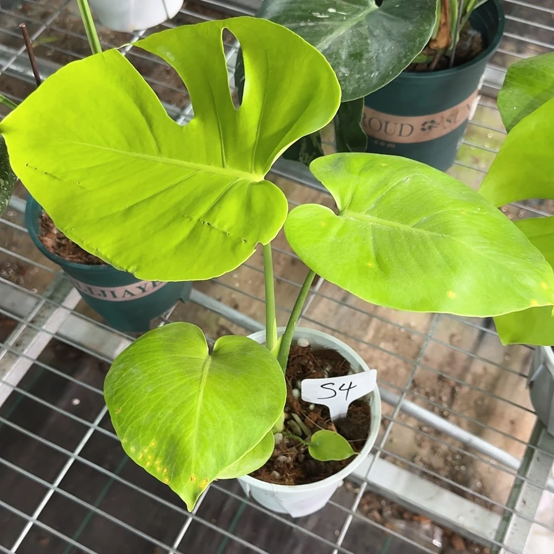 无花朵長*黄黄特价s4