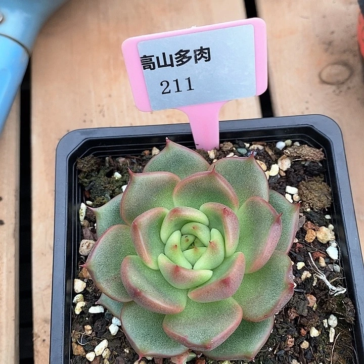 D211- 直播福利 东云