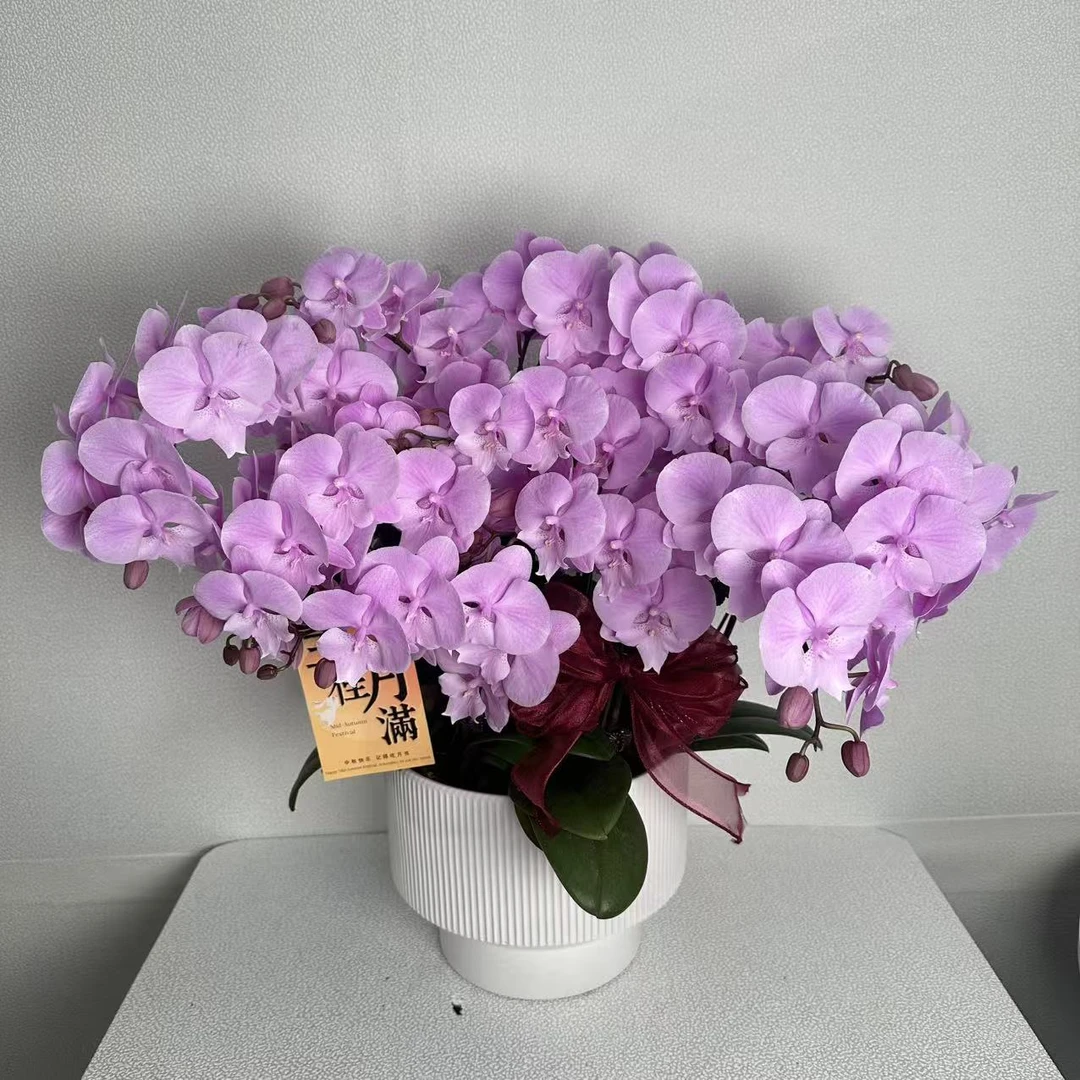 蝴蝶兰《禹城王子》粉紫色系 耐开好养 轻奢高级 室内花花
