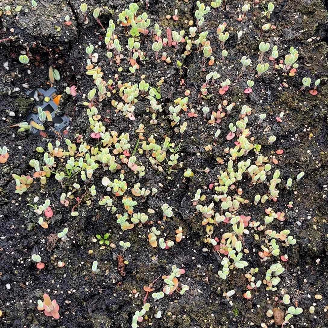 ****混播切糕优选枝干番杏