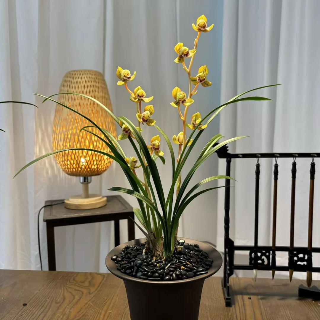 黄金荷 经典荷瓣 百年老品种 香味浓郁 好养易活  绿植花卉