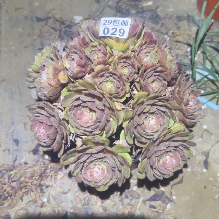 红丝绒，不包断枝……