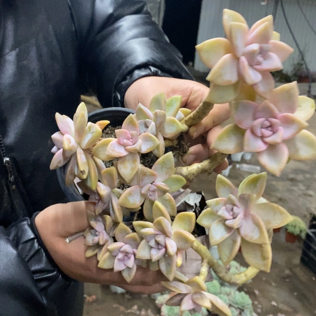 紫雾单头起发四盆