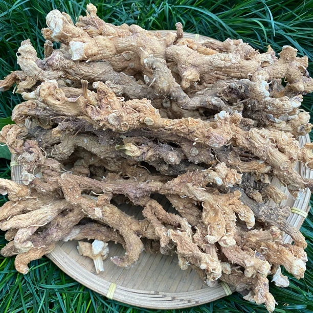 深山现挖老黄米青老虎姜仙人余粮干货自然晒干煲汤泡酒